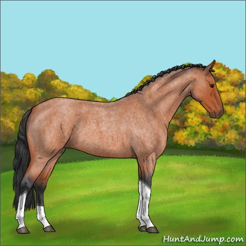 Horse Color:Bay Roan Tobiano