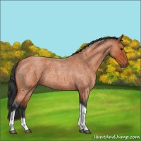 Horse Color:Bay Roan Tobiano 