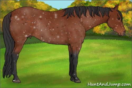 Horse Color:Brown Rabicano 