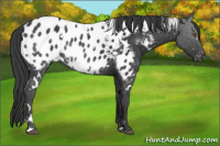 Horse Color:White Spotted Black Appaloosa Rabicano 