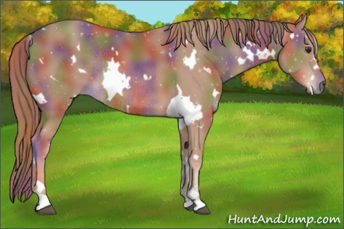 Horse Color:Nacre White Spotted Chestnut Sabino Rabicano