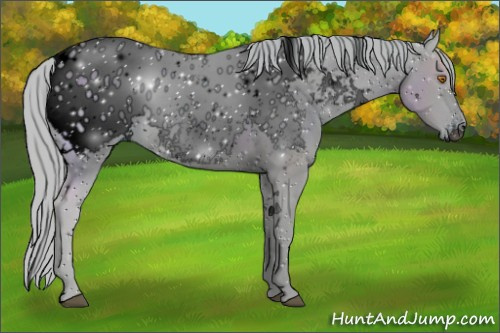 Horse Color:ERROR: UNKNOWN ANOMALY