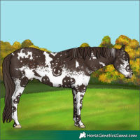 Horse Color:White Spotted Liver Chestnut 