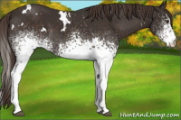 Horse Color:White Spotted Liver Chestnut 