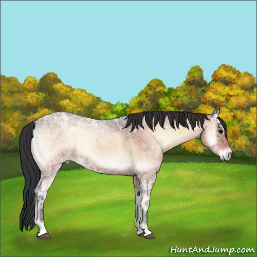 Horse Color:Bay Ice Roan Onyx 