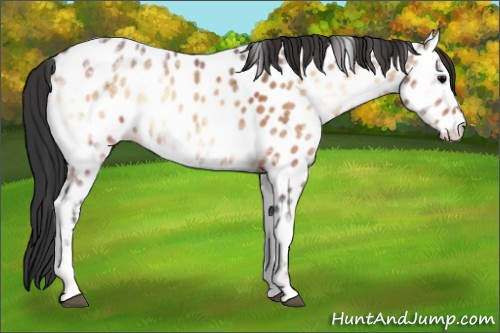 Horse Color:Bay Ice Onyx Appaloosa