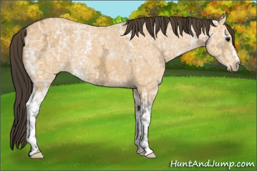 Horse Color:White Spotted Buckskin Ice Rabicano
