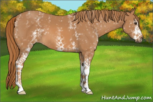 Horse Color:White Spotted Chestnut 