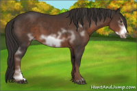 Horse Color:White Spotted Liver Chestnut Frame