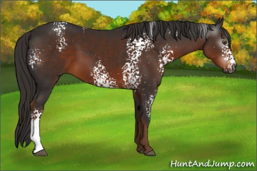 Horse Color:Gray White Spotted Liver Chestnut 