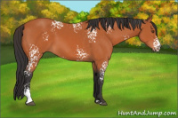 Horse Color:White Spotted Bay 