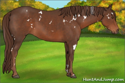 Horse Color:White Spotted Liver Chestnut 