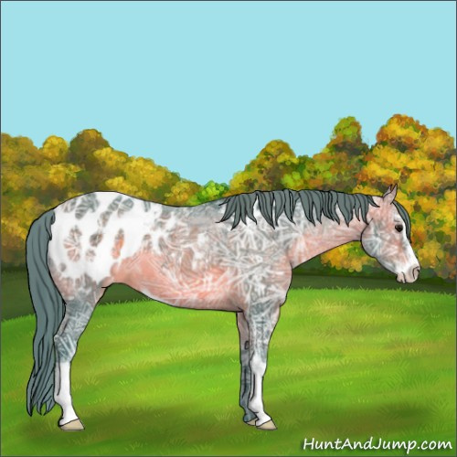 Horse Color:Watercolor Bay Ice Sabino Appaloosa