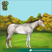 Horse Color:Gray Buckskin Roan Pearl Tobiano 