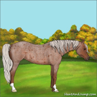 Horse Color:Silver Blue Roan 