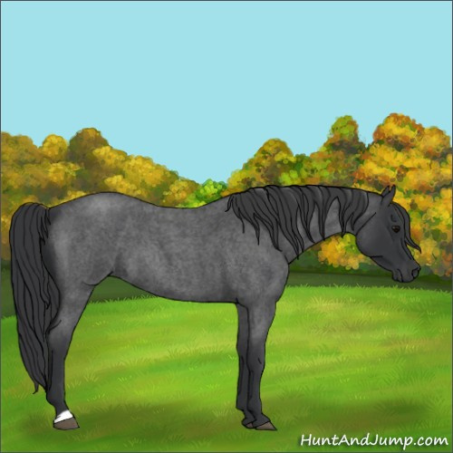 Horse Color:Blue Roan