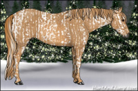 Horse Color:Gray White Spotted Black  Brindle