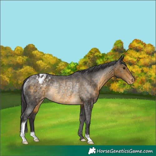 Horse Color:Buckskin Blanket Rabicano 