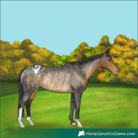 Horse Color:Buckskin Blanket Rabicano 