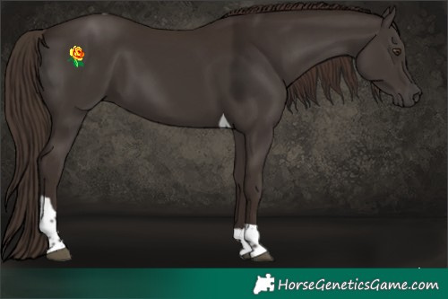 Horse Color:Liver Chestnut Tobiano 