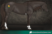 Horse Color:Liver Chestnut Tobiano 