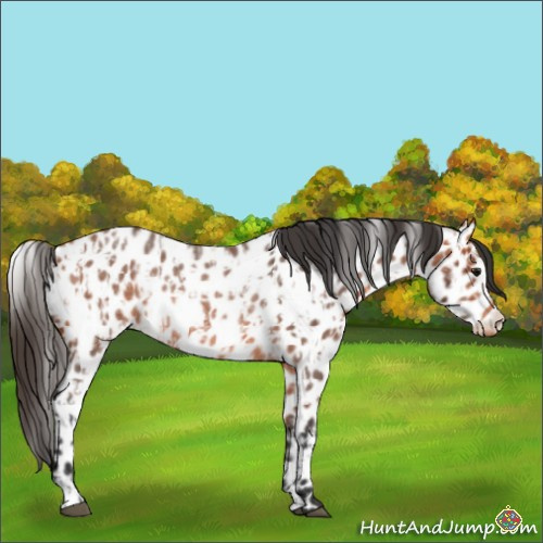 Horse Color:Bay Roan Appaloosa  and Bay Roan Appaloosa Rabicano 