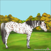 Horse Color:Bay Roan Appaloosa  and Bay Roan Appaloosa Rabicano 