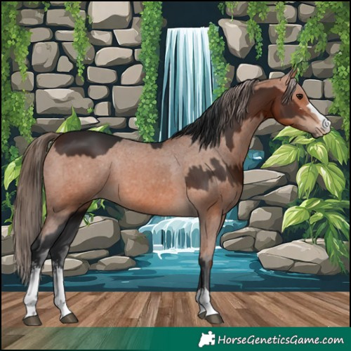 Horse Color:Brown Sabino  and Bay Appaloosa 