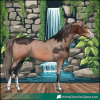 Horse Color:Brown Sabino  and Bay Appaloosa 
