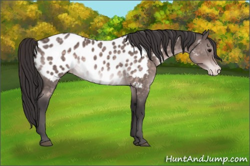 Horse Color:Platinum Buckskin Appaloosa 