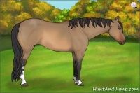 Horse Color:Bay Dun Sabino 