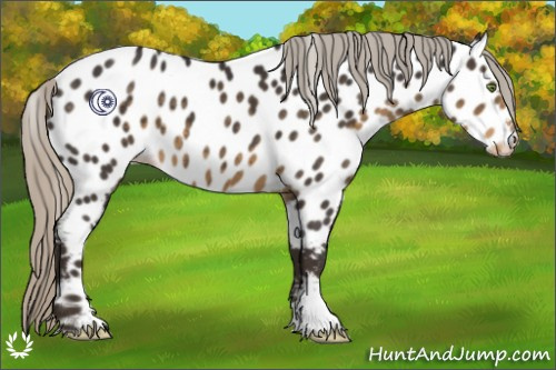 Horse Color:Silver Smoky Black Appaloosa