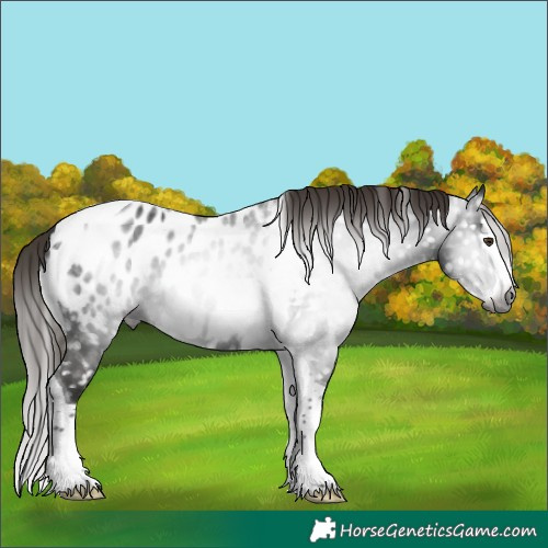 Horse Color:Gray Liver Chestnut Splash Tobiano Appaloosa 