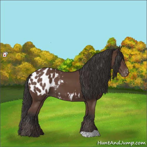 Horse Color:Bay Appaloosa 