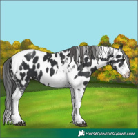 Horse Color:Black Splash Tobiano Near Leopard 