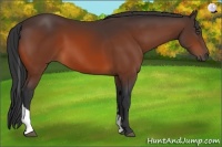 Horse Color:Bay Sabino Tobiano
