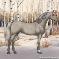 Horse Color:Silver Grullo Roan 