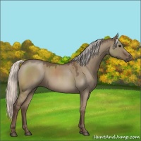 Horse Color:Silver Grullo Roan 