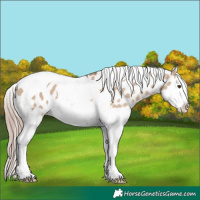 Horse Color:Red Dun Splash Tobiano Appaloosa 