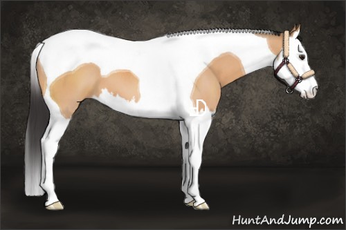 Horse Color:Bay Dun Splash Tobiano