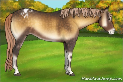 Horse Color:Chocolate Palomino Onyx Varnish