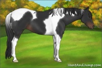 Horse Color:Liver Chestnut Tobiano