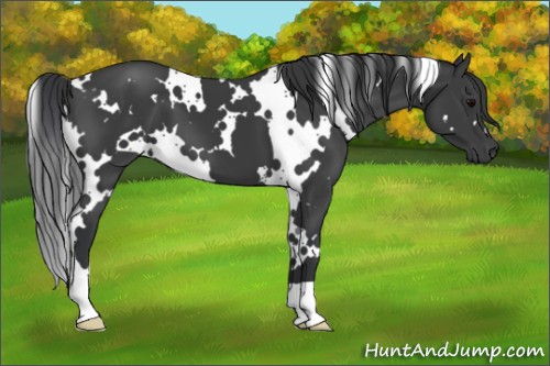 Horse Color:White Spotted Black