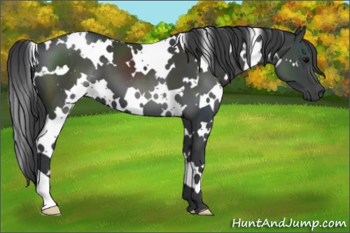 Horse Color:White Spotted Black 