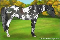 Horse Color:White Spotted Black