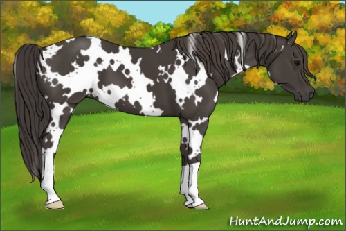 Horse Color:White Spotted Smoky Black 