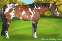 Horse Color:White Spotted Brown Sabino