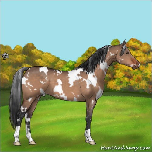 Horse Color:White Spotted Brown Dun 