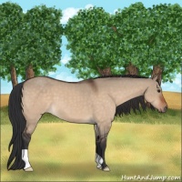Horse Color:Brown Dun 