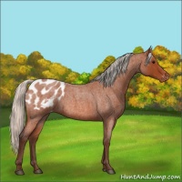 Horse Color:Silver Bay Roan Appaloosa 